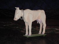 Cow Side view